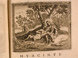 illustration hyacinthe 2