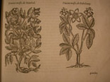 illustration 6