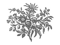 chardon illustration 12